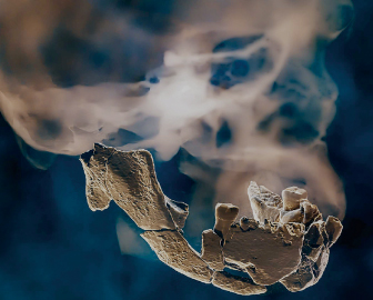 Evoluzione umana: la nostra storia raccontata dalla scienza