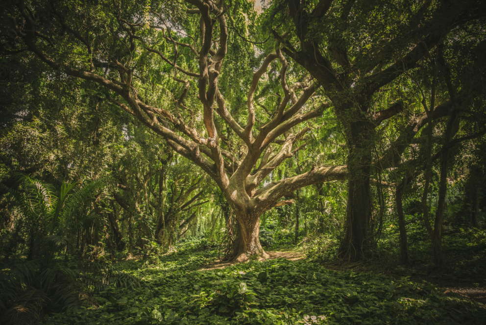 Finché ci saranno le foreste